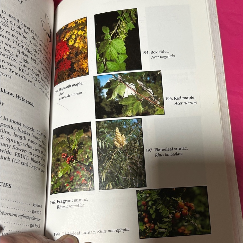 Original Paperbacks Lone Star Field Guide Book - Picture 5 of 5